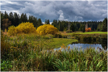 Hochmoor Wachseldornmoos Heimenschwand Buchholterberg