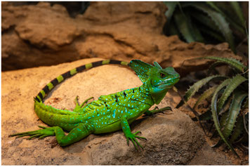 Tierpark Dählhölzli Bern