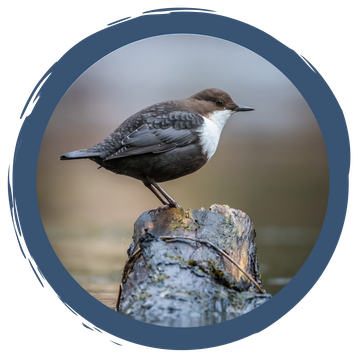 Die Wasseramsel - ein Ausnahmetalent