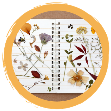 Herbarium anlegen