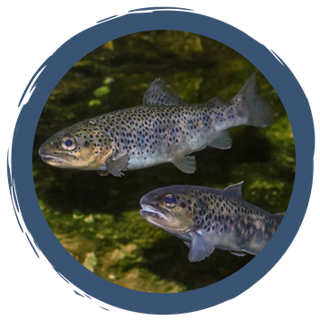 Bauplan der Fische