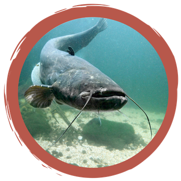 Zuordnungsspiel: Fische