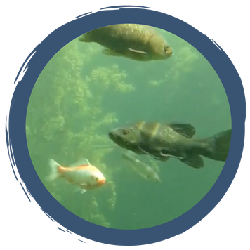 Reinigung der Unterwasserwelt Wiesmühl
