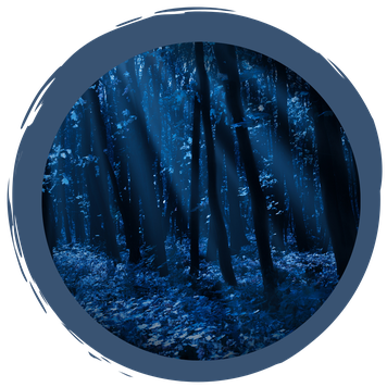 Wenn es Nacht wird im Wald