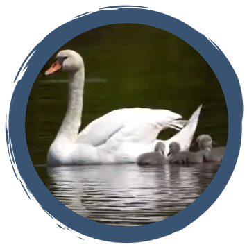 Nachwuchs bei Familie Höckerschwan
