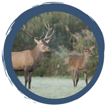 Tierische Waldbewohner