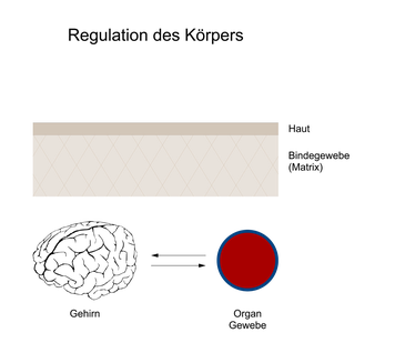 Schematische Darstellung der DENAS-Technologie mit Hautkontakt, Rückkopplungssignal und Einbindung des Nervensystems.