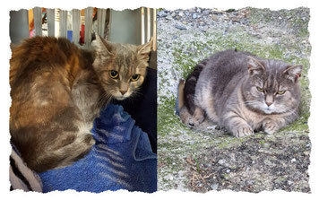 Zwei Fotos der Katze Daysi - als sie ankam und heute