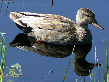 Die Schnatterente (Anas strepera), Foto: Rolf Jürgens