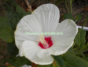 Magnifique Hibiscus Neigeux ...