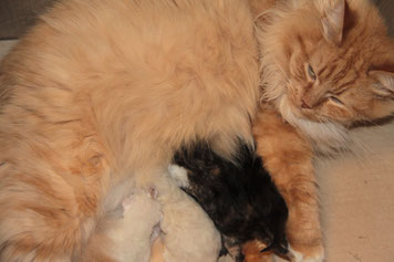 Mamma Laryssa e i suoi cuccioli