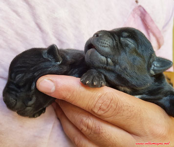 due cuccioli di Staffy neri, di pochi giorni di vita