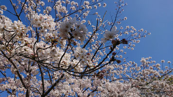 photo by shoko