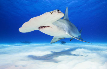 science, hammerhead shark, hammerhead shark swimming