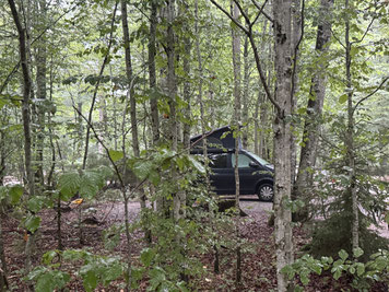 Bild von einem Wald mit Blick auf einen VW Bus