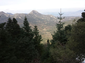 Herrliche Aussicht über die Pinsapar-Tannen hinweg