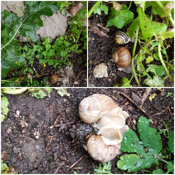 Schneckenvielfalt im Küchengarten