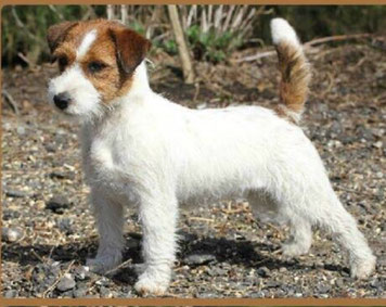 vergeetachtig vernieuwen verband Fokkers aangesloten bij Jack Russell Vrienden in Nederland - De website van jackrussellvrienden! vergeetachtig vernieuwen verband Fokkers aangesloten bij Jack Russell Vrienden in Nederland - De website van jackrussellvrienden!