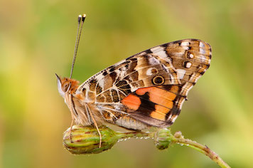 Vanessa cardui