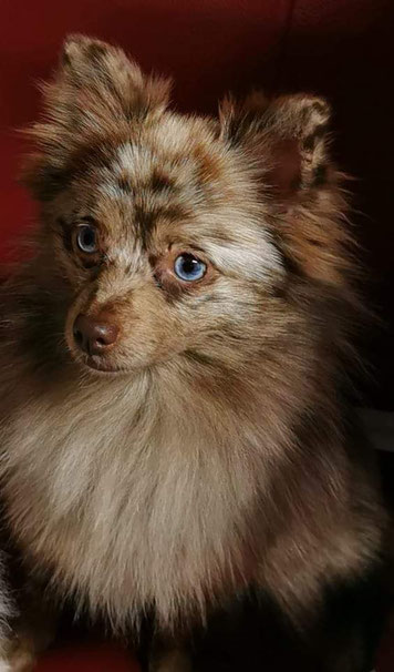 Pomeranian Hündin Marions Pom's AINT SHE SWEET PARTI Rufname:"Isabell".