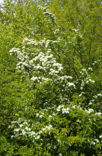 La nature est belle en ce printemps ensoleillé