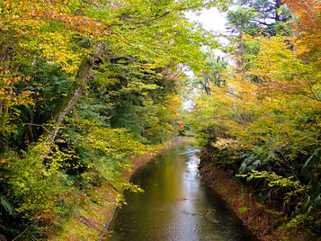 秋模様の玉川上水(福生かに坂公園付近にて)