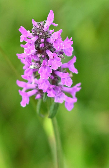 Blütenstand vom Heilziest - Betonica officinalis; zwischen Ittersbach und Pfinzweiler (G. Franke, 02.07.2024)
