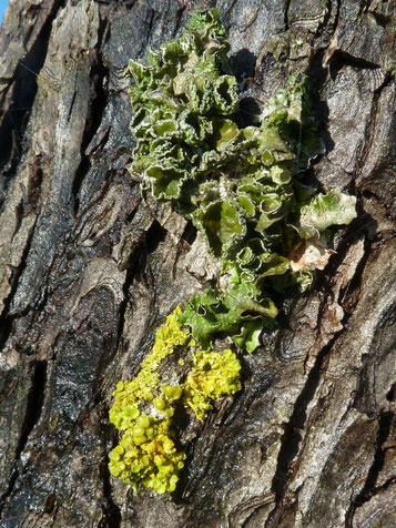 Bild 1 – Oberer Bildteil: angefeuchteter, besonnter Fruchtkörper der Essigflechte auf Apfelbaumrinde, darunter die Gewöhnliche Gelbflechte.  Foto: Bernd Miggel.