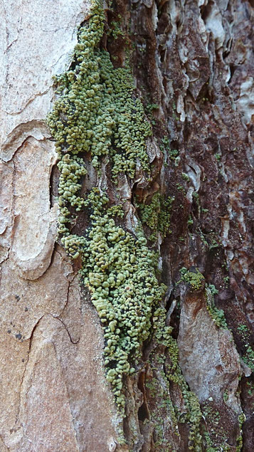 Bild 1 – Xylopsora caradocensis auf Kiefernrinde. Foto: Bernd Miggel.