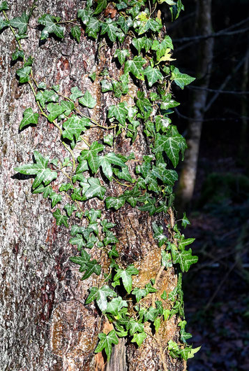 Gewöhnlicher Efeu - Hedera helix; Mischwald bei Karlsbad-Spielberg (G. Franke, Dez. 2023)