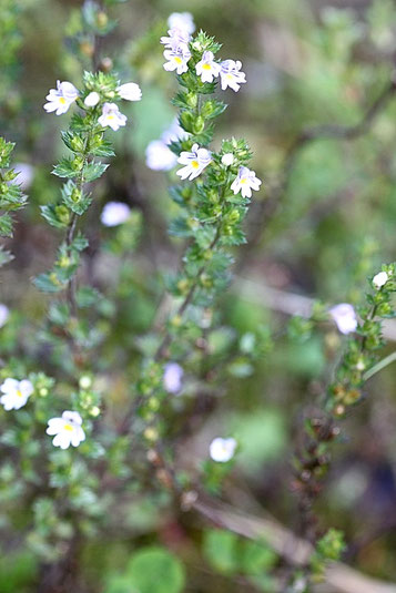 Steifer Augentrost - Euphrasia stricta (G. Franke, September 2009)