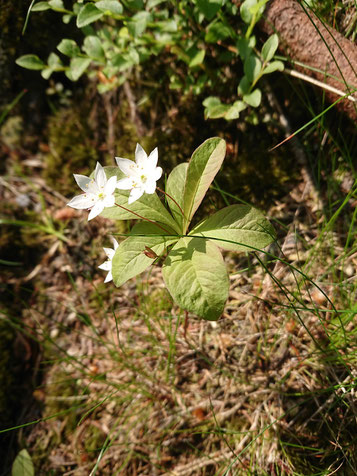 Siebenstern - Trientalis europaea; bemooste Waldwegböschung im Nordschwarzwald zwischen der Teufelsmühle und dem Langmartskopf (G. Franke, 06.06.2023)