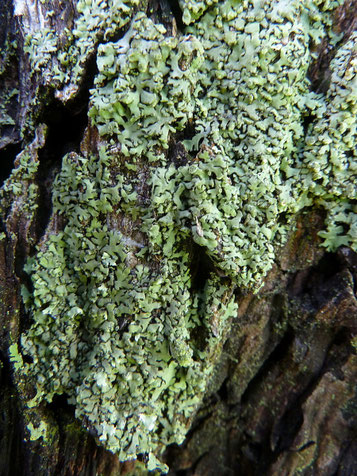 Der Fund. Thallus angefeuchtet (grün). Foto: Bernd Miggel