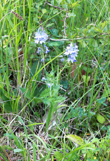 Großer Ehrenpreis - Veronica teucrium; Kalkmagerwiese bei Dietlingen (G. Franke, 22.05.2011)