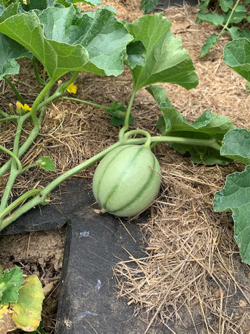 Plantation d'un potager collectif