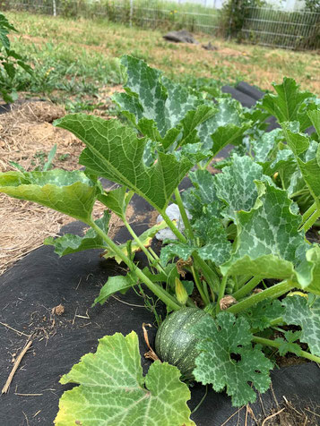 Création d'un potager collectif