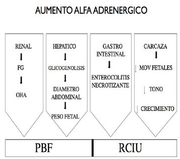 Mecanismos de adaptación fetal a la hipoxia, efecto alfa adrenérgico.