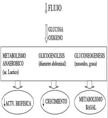 Mecanismos metabólicos de adaptación fetal a la hipoxia.