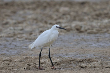 Aigrette garzette - Fleury (11) - 28/04/2013