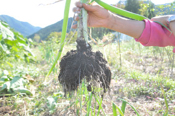 九条ネギ　自然栽培　固定種　農業体験　体験農場　野菜作り教室  さとやま農学校