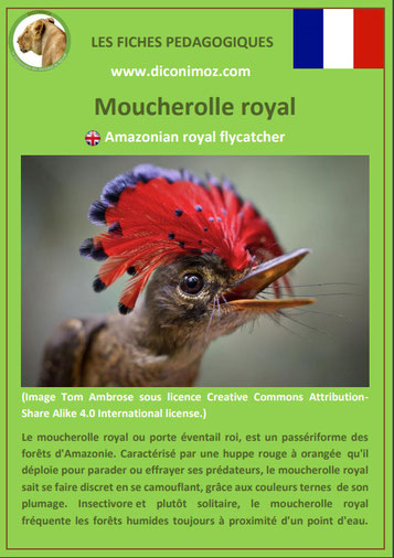 fiche animaux meconnus pdf moucherolle royal imprimer telecharger