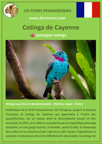 fiche animaux meconnus pdf cotinga de cayenne du nil imprimer telecharger