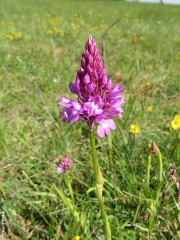 anacamptis pyramidal orchidee fleur