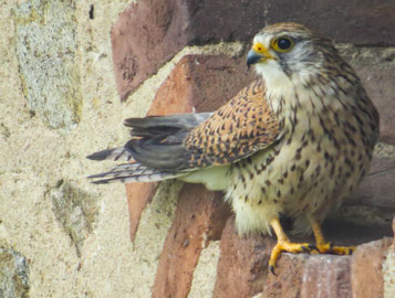 fiche animaux oiseaux faucon crecerelle vs faucon pelerin