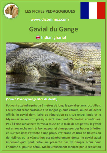 fiche animaux meconnus pdf gavial imprimer telecharger