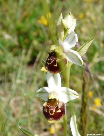 ophrys bourdon orchidee sauvage fleur