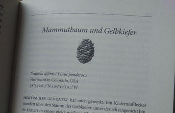 der Gesang der Bäume Beispielseite