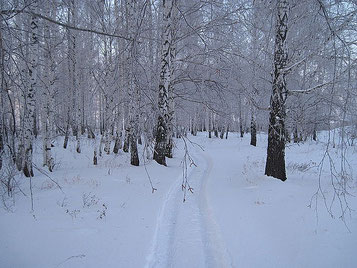 Der winterliche Wald in Sibirien