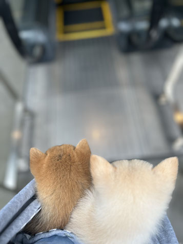 昭島のドッグトレーナーと犬の社会化