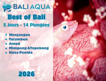 Vignette du pack de 14 plongées Best of Bali 5 jours